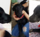  FIR Lodged for Missing 3 year old labrador dog in Agra