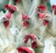  Bird flu: ban on bringing poultry products to Agra