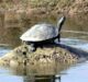  Turtle hunting in Agra: Forest Department found a turtle dead#agranews