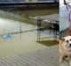 71 street dog stuck in rain water in Agra, rescued#agranews