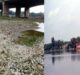 Fish died due to lack of dissolved oxygen in Yamuna#agranews