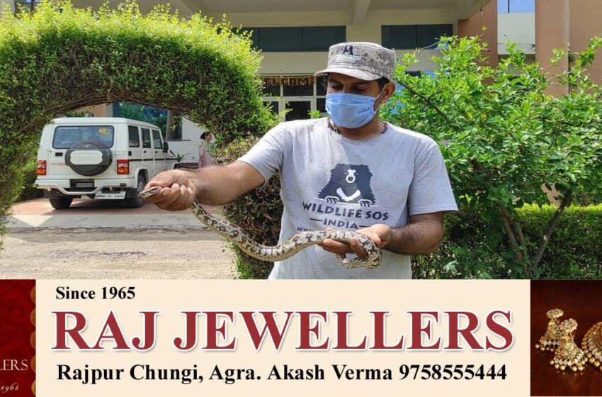  The python turned out in the engineering college of Agra