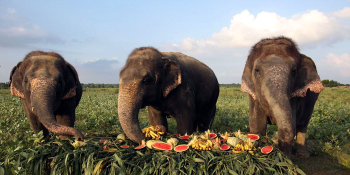  Elephants enjoy ‘jumbo buffet’ on Elephant Appreciation Day#agranews