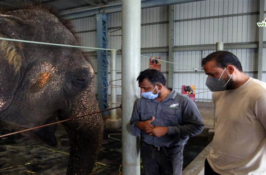Yusuf Pathan visited Elephant Conservation Center and Elephant Hospital, see in pics
