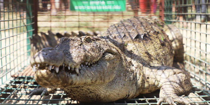  6 feet long injured crocodile in the drain in Firozabad