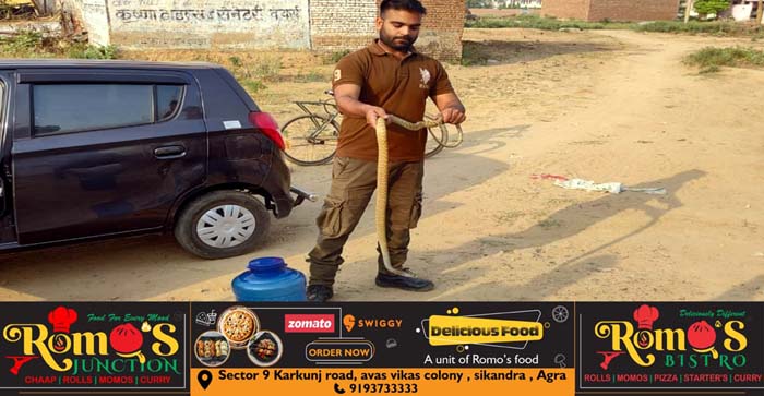  Agra News: Cobra NGO rescued snakes at two places in Agra..#agranews