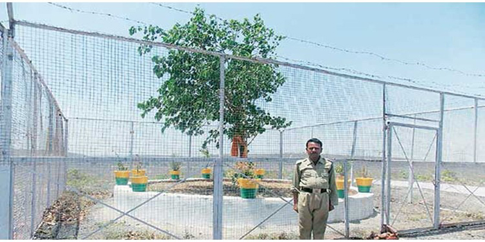  VVIP Trees: Lakhs of rupees are spent on monitoring, medical checkup every 15 days, alert if a leaf falls