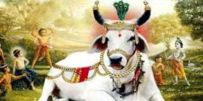  Agra news: The main festival of Braj, Gopashtami on November 1: Worship of Go Mata and Shri Krishna is done