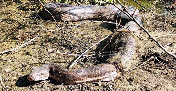  Agra News: Wildlife SOS rescues pythons weighing over 20 kg in back-to-back operations…#agranews