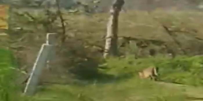  Aligarh: Panic among villagers due to sighting of leopard in Harduaganj area, children, women and elders locked in homes