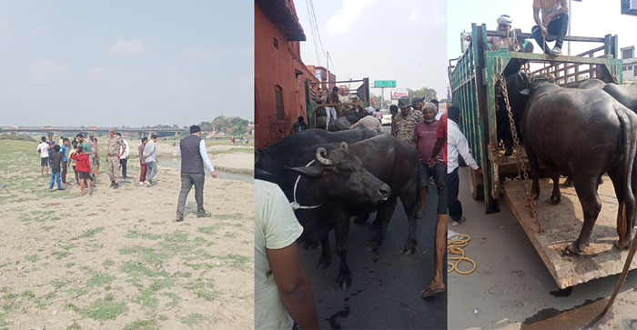  Agra News: Big action in Agra, Nagar Nigam caught 21 buffaloes taking bath in Yamuna…#agranews