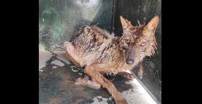  Agra News: Jackal who fell into 30 feet deep borewell rescued by Wildlife SOS…#agranews
