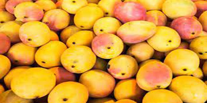  UP’s mango, guava and other fruits will stun their taste abroad, plan for export