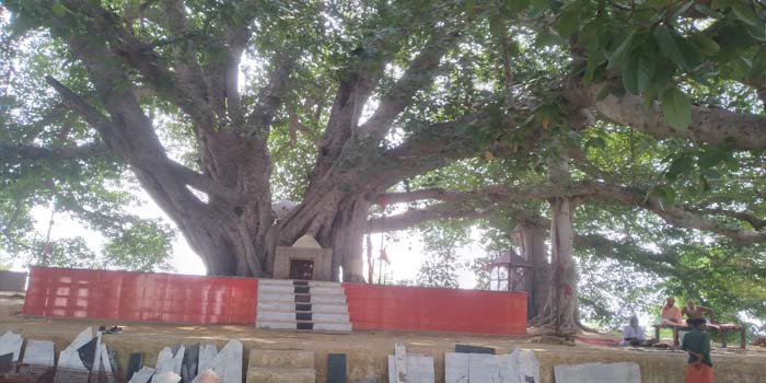  500 years old banyan tree found in Siddhabari temple in Ramghat, 150 km from Agra, created world record