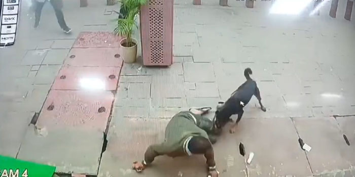  Video News : Dog attack on tourist near Taj Mahal eastern gate in Agra #agra