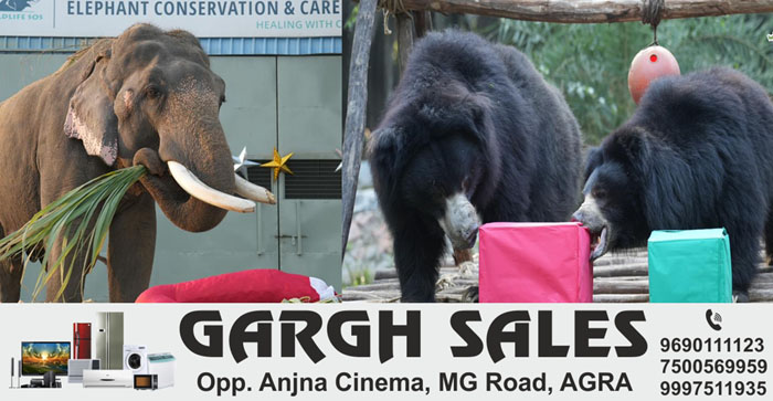  Agra News: Wildlife SOS celebrated Christmas with elephants and bears in Agra…#agranews