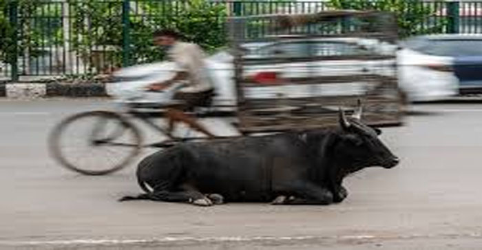  Agra News: The running bull hit the old man with its horn, the old man died…#agranews