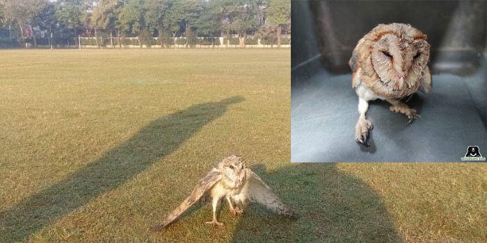  Agra News: Barn Owl rescued from DPS, Agra #agra