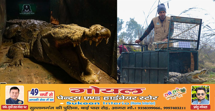  Agra News: People were shocked to see a huge 8 feet long crocodile. Wildlife SOS did the rescue…#agranews