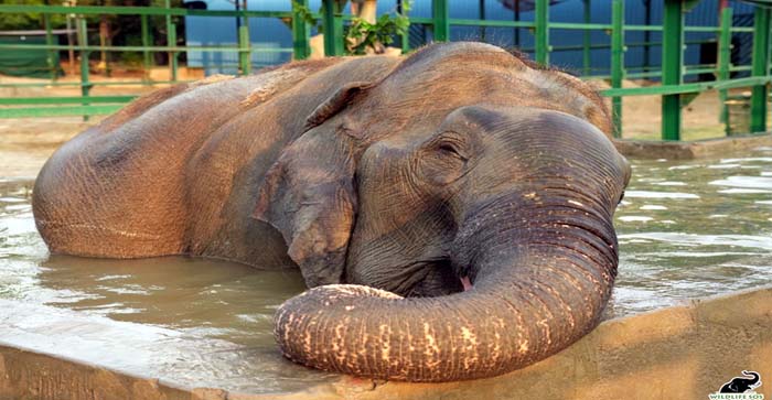  Agra News: The oldest elephant Suzi completes 9 years of independence in Agra…#agranews