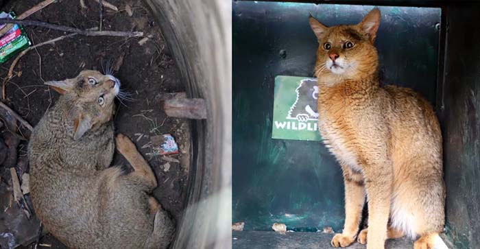  Agra News: Wildlife SOS rescues rare wild cat that fell into 20 feet deep borewell…#agranews