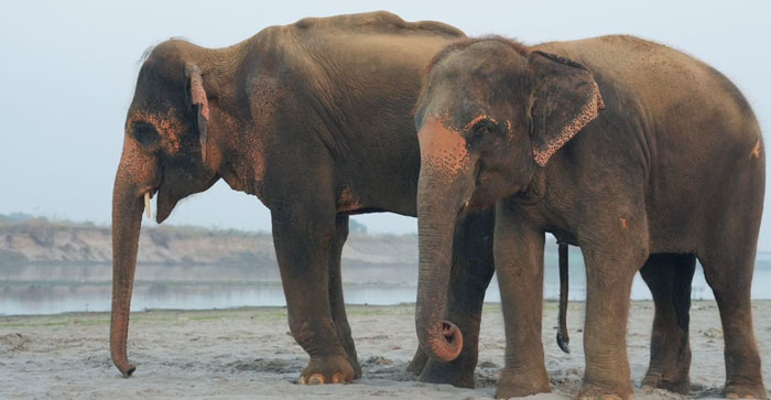 Video News: The friendship of ‘Lakshmi and Pari’ became an example in the elephant hospital of Wildlife SOS…#agranews