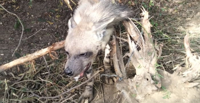  Agra News: Hyena stuck in wire fence in Agra. watch video…#agranews