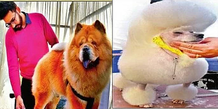  Agra Dog Show : Mini Lion bread dog attract #agra