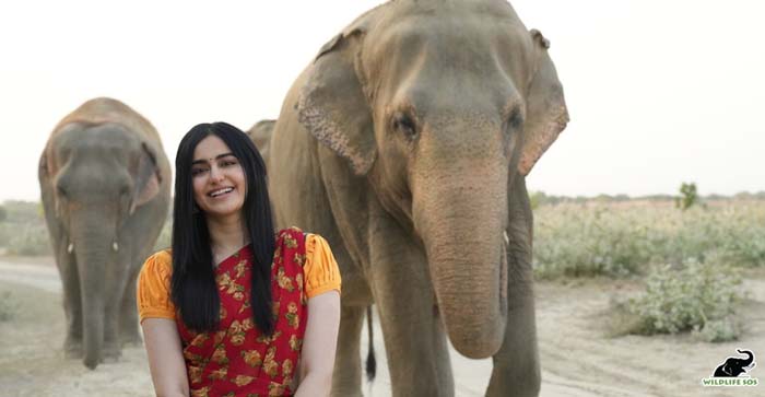  Video News: ‘The Kerala Story’ fame actress Ada Sharma reached Elephant and Bear Conservation Center…#agranews