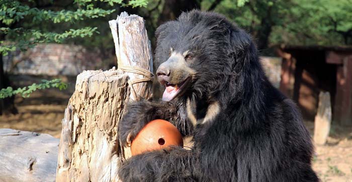  Agra News: Elvis the bear celebrated his 9th year of freedom with great pomp at the Agra Bear Conservation Center…#agranews