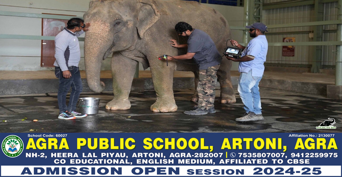  Save Elephant Day 2024 : Elephant suffers from so many diseases #agra