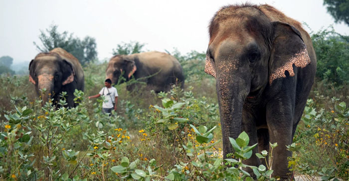  Agra News: World Biodiversity Day on 22nd: Know how elephants turned barren land into a beautiful sanctuary…#agranews
