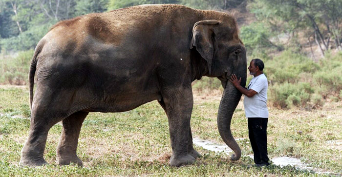  Video: ‘My Sweet Paro’…watch the video documentary about the loving relationship between an old elephant and her mahout…#agranews