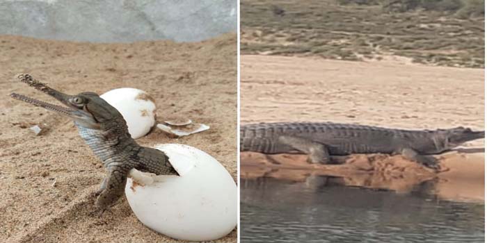  900 baby crocodiles hatched from eggs in Agra’s Chambal river and entered the water riding on the back of a male crocodile