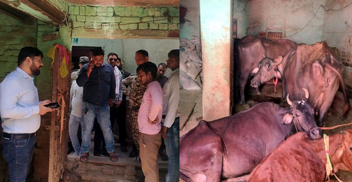  Agra News: Four buffaloes and one cow seized for dumping dung in the drain…#agranews