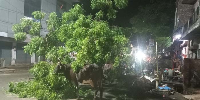  Thunderstorm in Agra : Trees falls on car, One died & water logging in Agra #agra