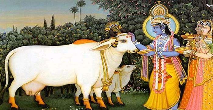  Agra News: Cows will be worshiped in all the cow sheds of Agra on Janmashtami…#agranews