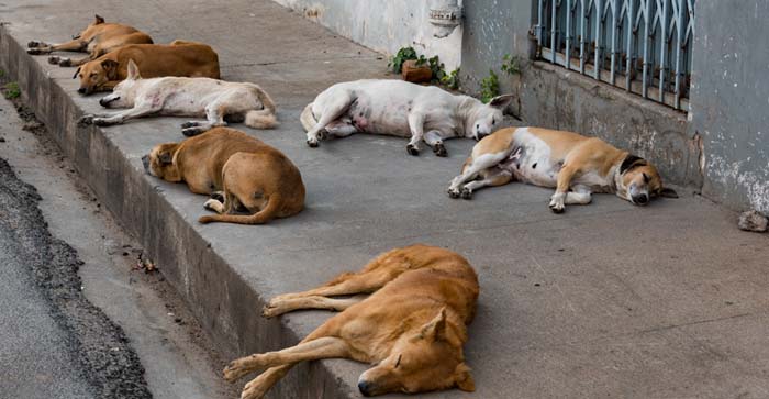  90 thousand stray dogs in Agra, Municipal Corporation will run a campaign for them…#agranews