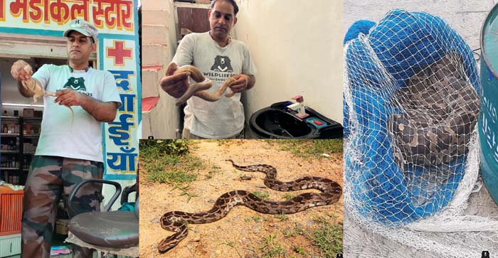  Agra News: Wildlife SOS rescues over 100 reptiles in Agra and Mathura amid heavy rains!…#agranews