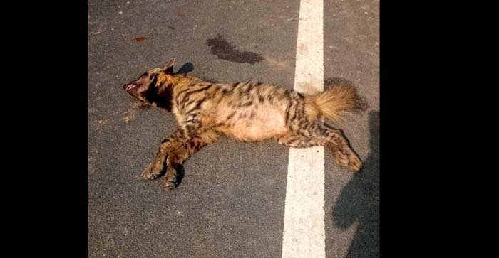  Agra News: Hyena found dead on the road in Agra. Sent for post mortem…#agranews