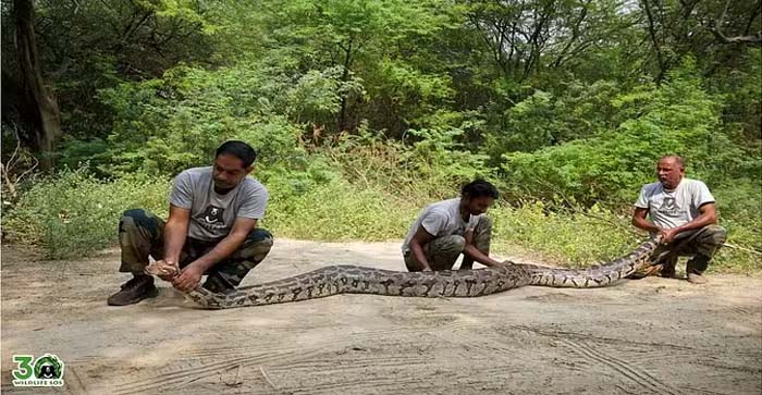  Agra News: 13 feet long and 55 kg python rescued in Agra…#agranews